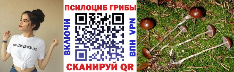 Галлюциногенные грибы Psilocybe  Данилов 